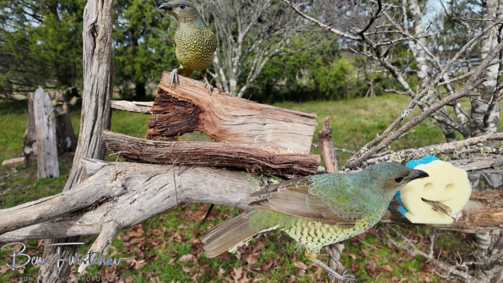 New England, New South Wales, Australia