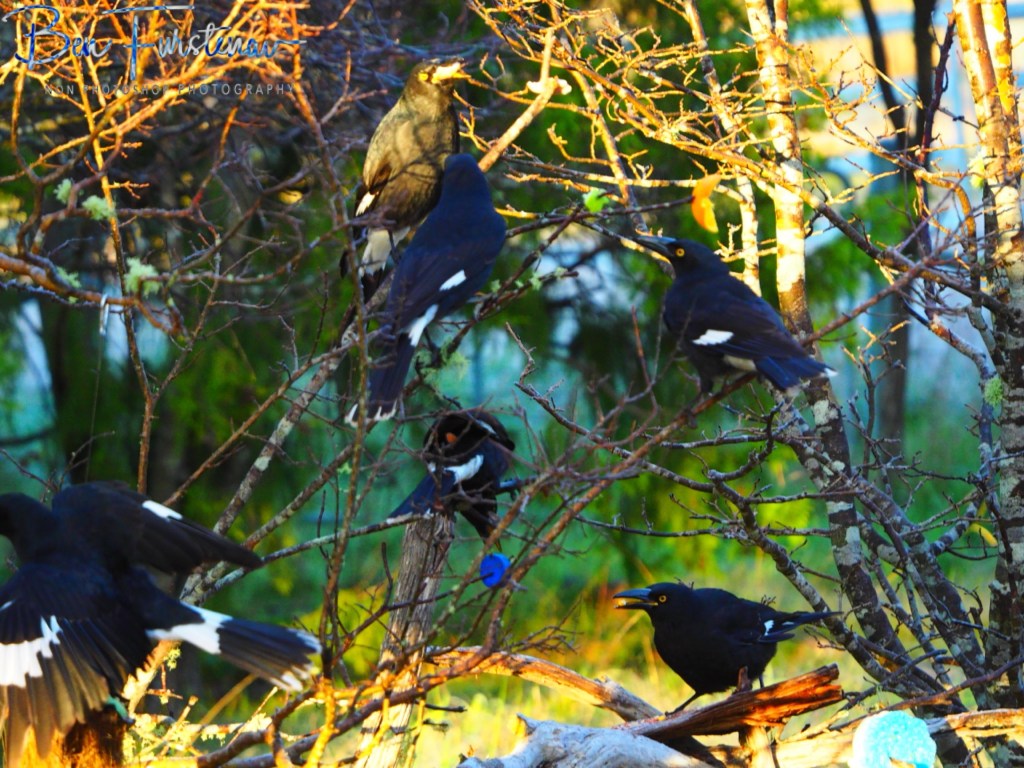 New England, New South Wales, Australia