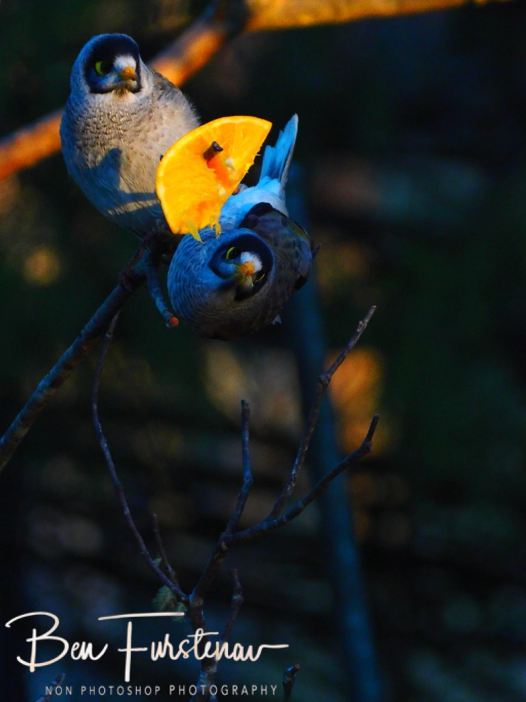 New England, New South Wales, Australia