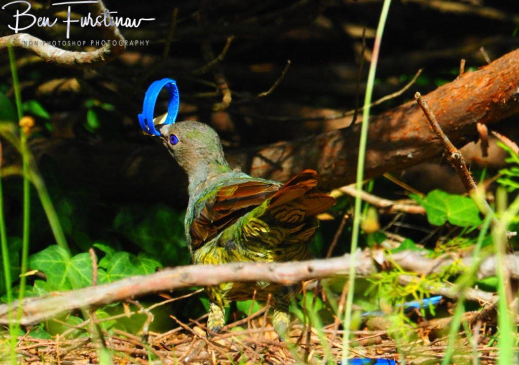 New England, New South Wales, Australia