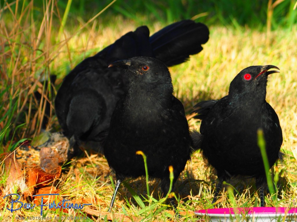 New England, New South Wales, Australia