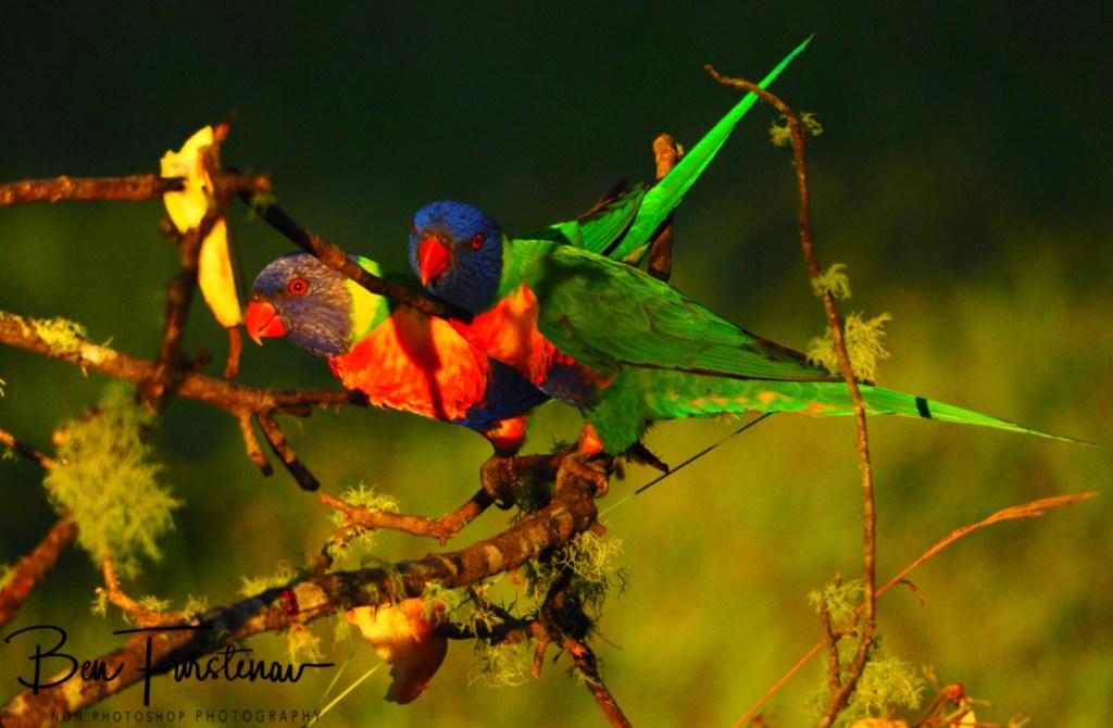 New England, New South Wales, Australia