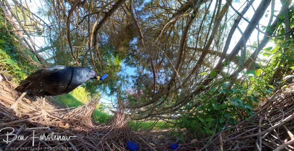 New England, New South Wales, Australia