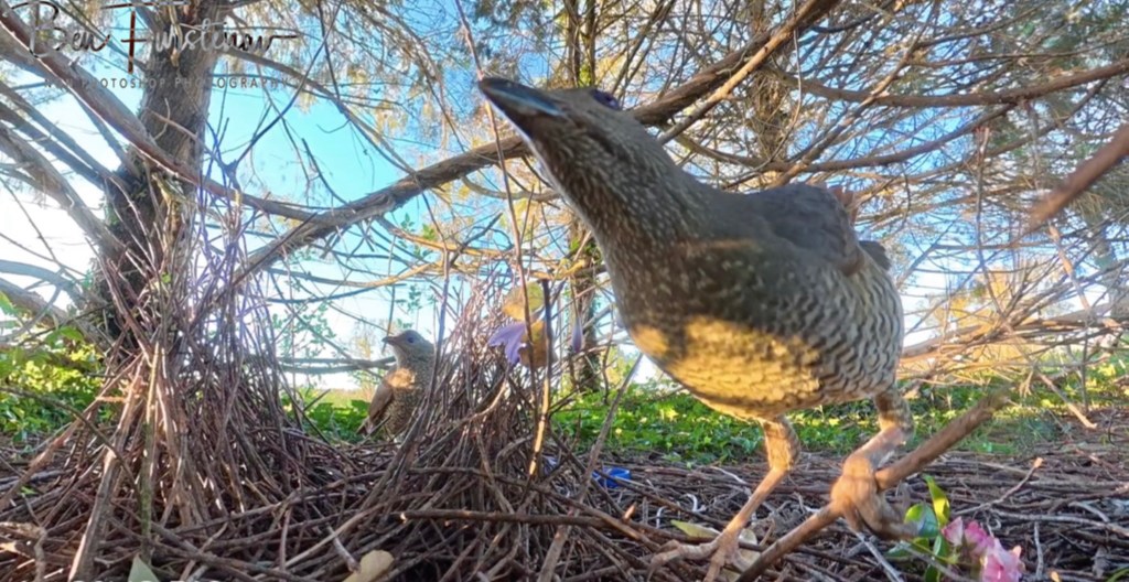 New England, New South Wales, Australia