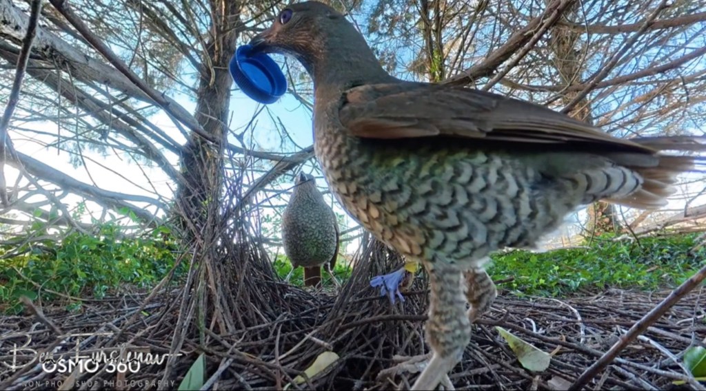 New England, New South Wales, Australia