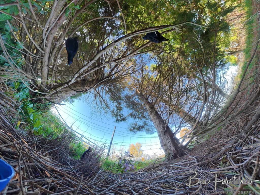 New England, New South Wales, Australia