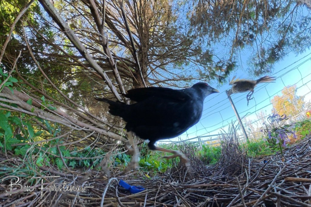 New England, New South Wales, Australia