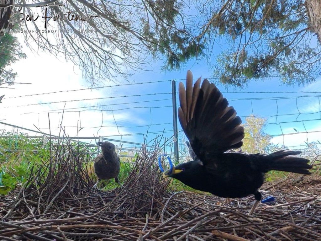 New England, New South Wales, Australia