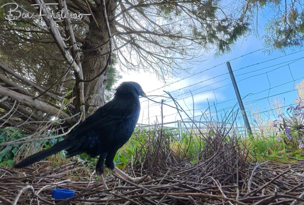 New England, New South Wales, Australia