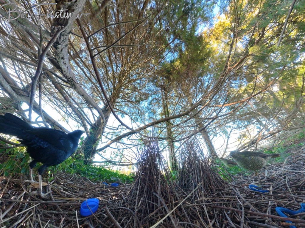 New England, New South Wales, Australia