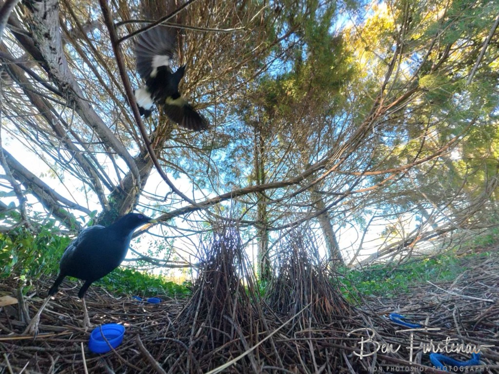 New England, New South Wales, Australia