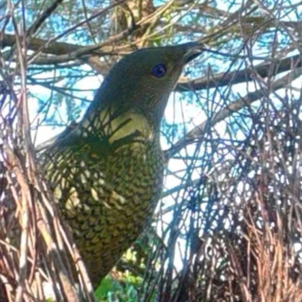 New England, New South Wales, Australia