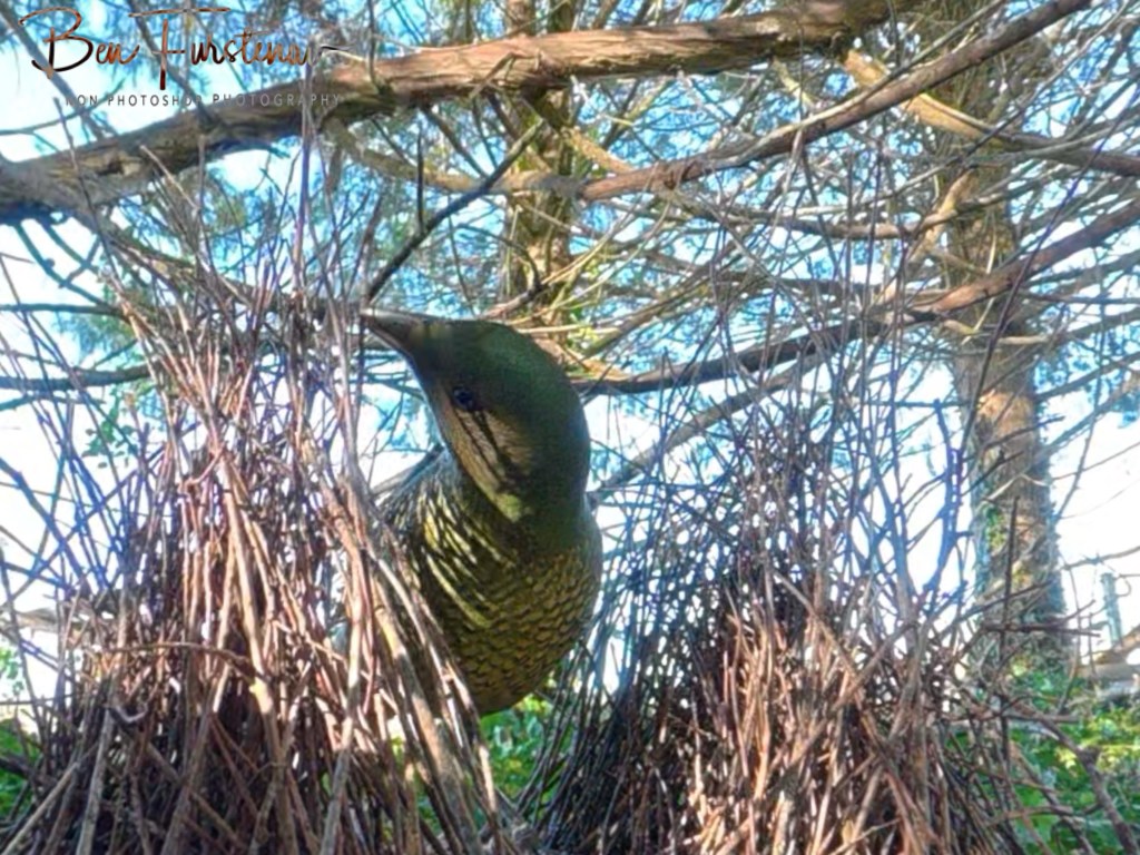 New England, New South Wales, Australia