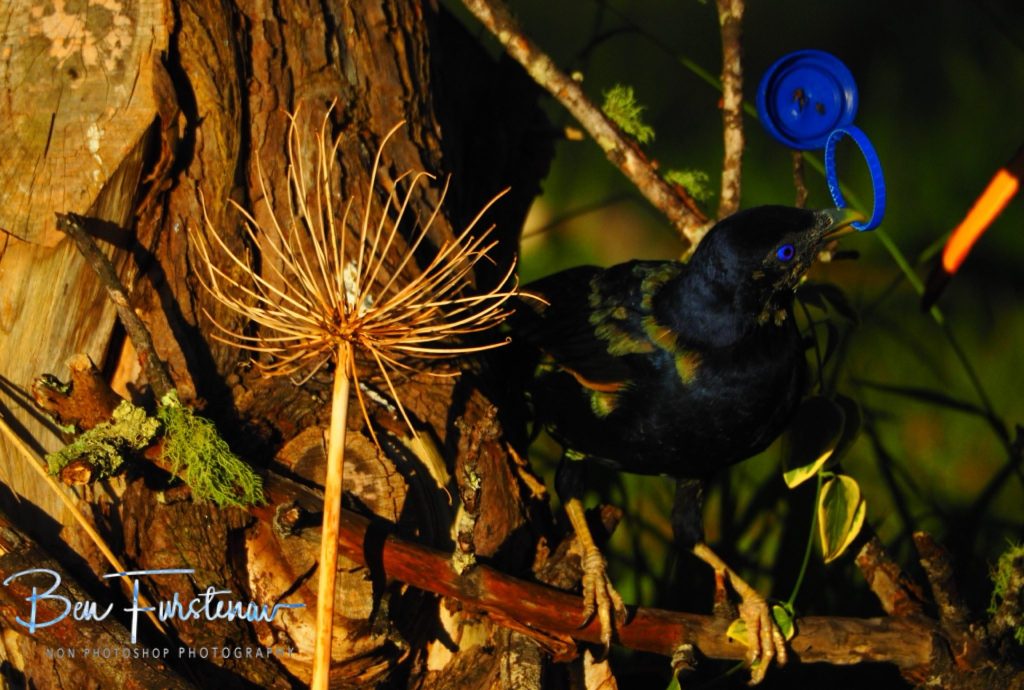 New England, New South Wales, Australia