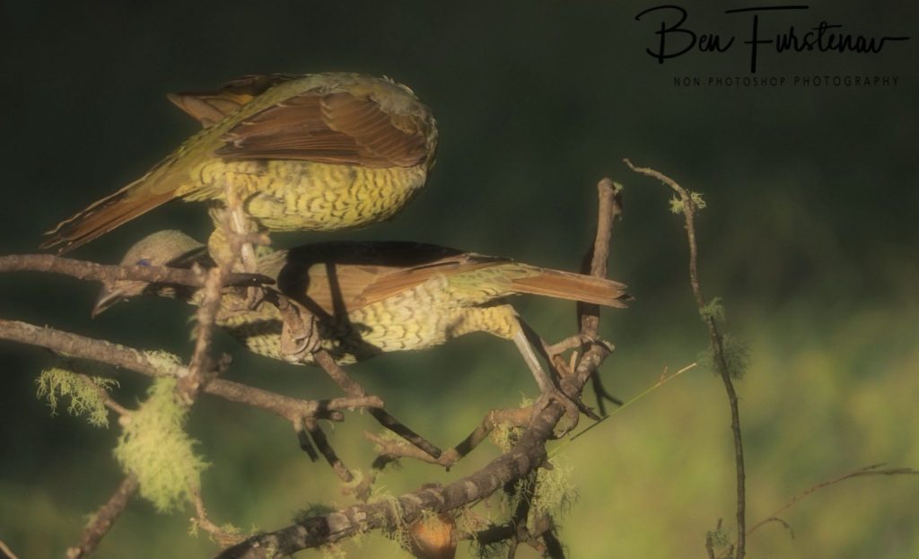 New England, New South Wales, Australia