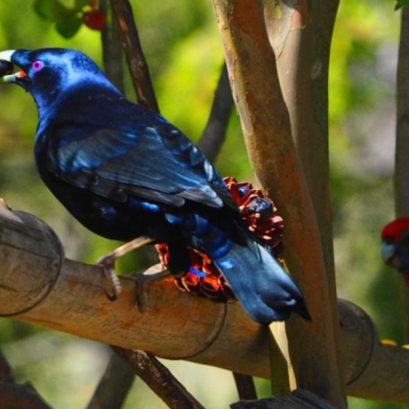 New England, New South Wales, Australia