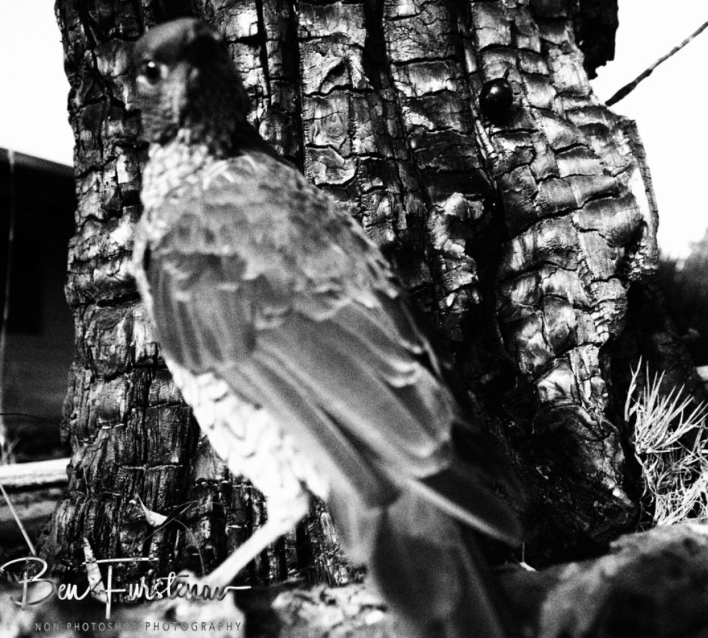 New England, New South Wales, Australia