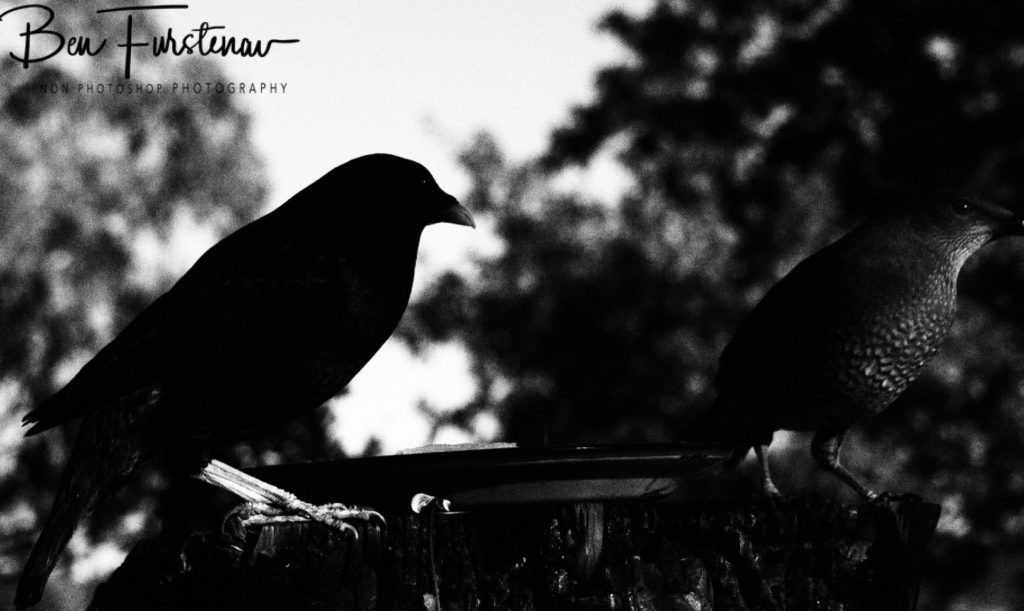 New England, New South Wales, Australia