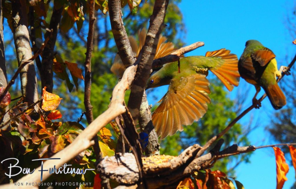 New England, New South Wales, Australia