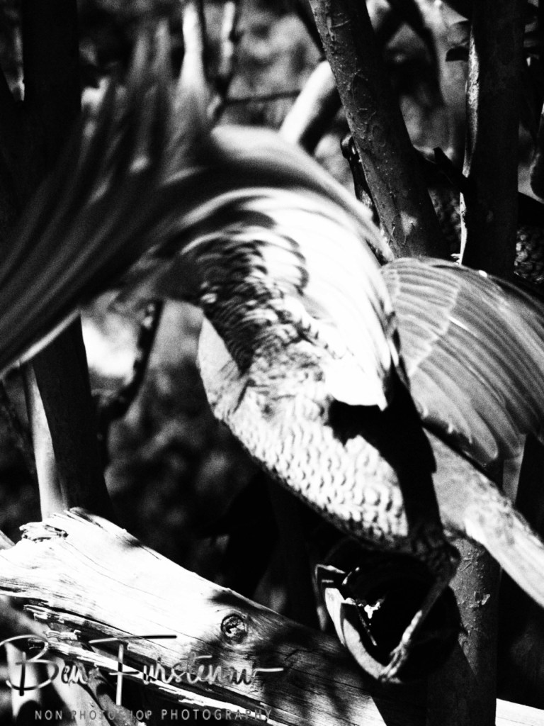 New England, New South Wales, Australia