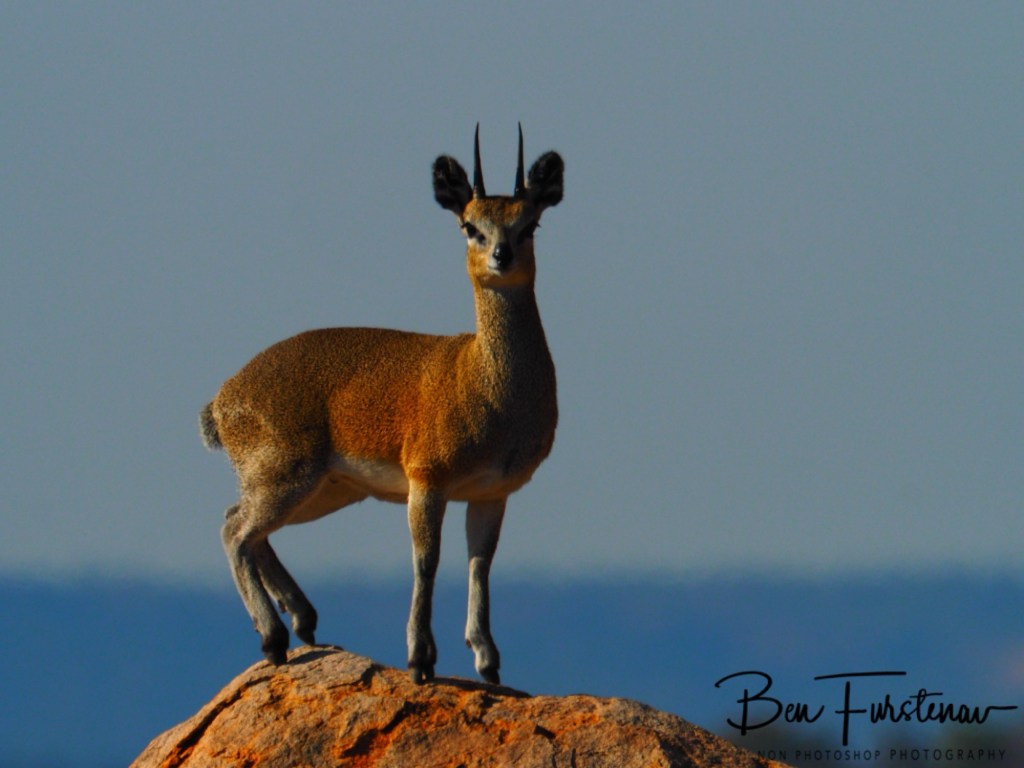 Mopani Farm, Tuli Block, Botswana, Africa