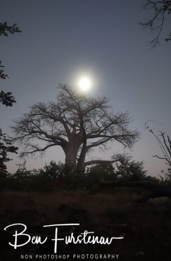 Mopani Farm, Tuli Block, Botswana, Africa
