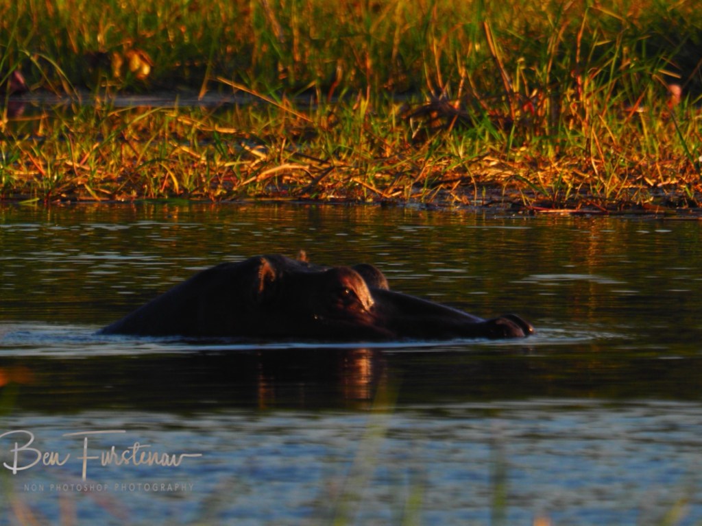 Khwai Community Camp, Khwai, Okavango Delta, Botswana, Africa