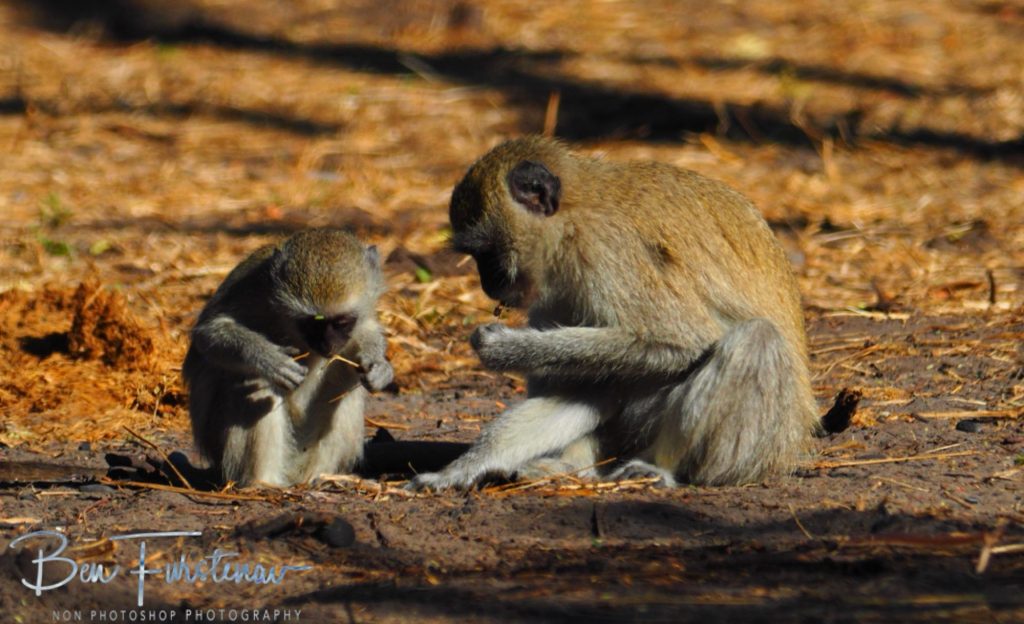 Khwai Community Camp, Khwai, Okavango Delta, Botswana, Africa