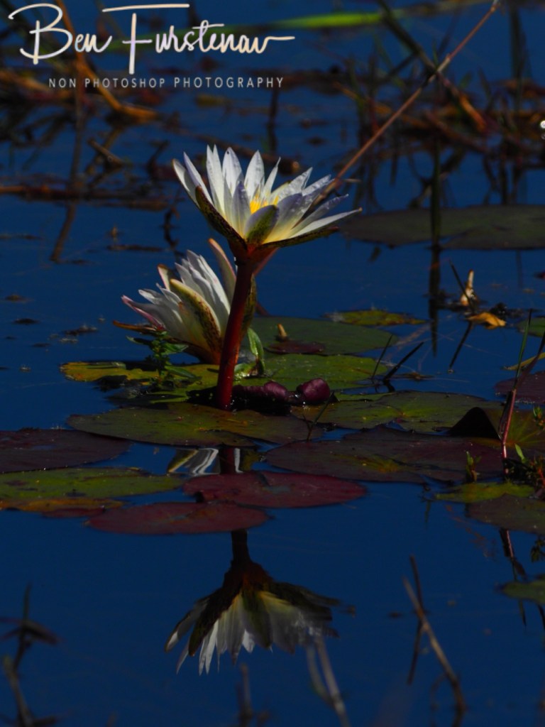 Khwai Community Camp, Khwai, Okavango Delta, Botswana, Africa