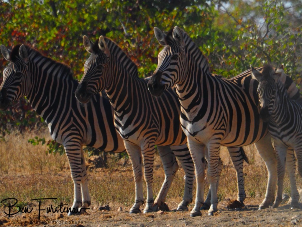 Mopani Farm, Tuli Block, Botswana, Africa