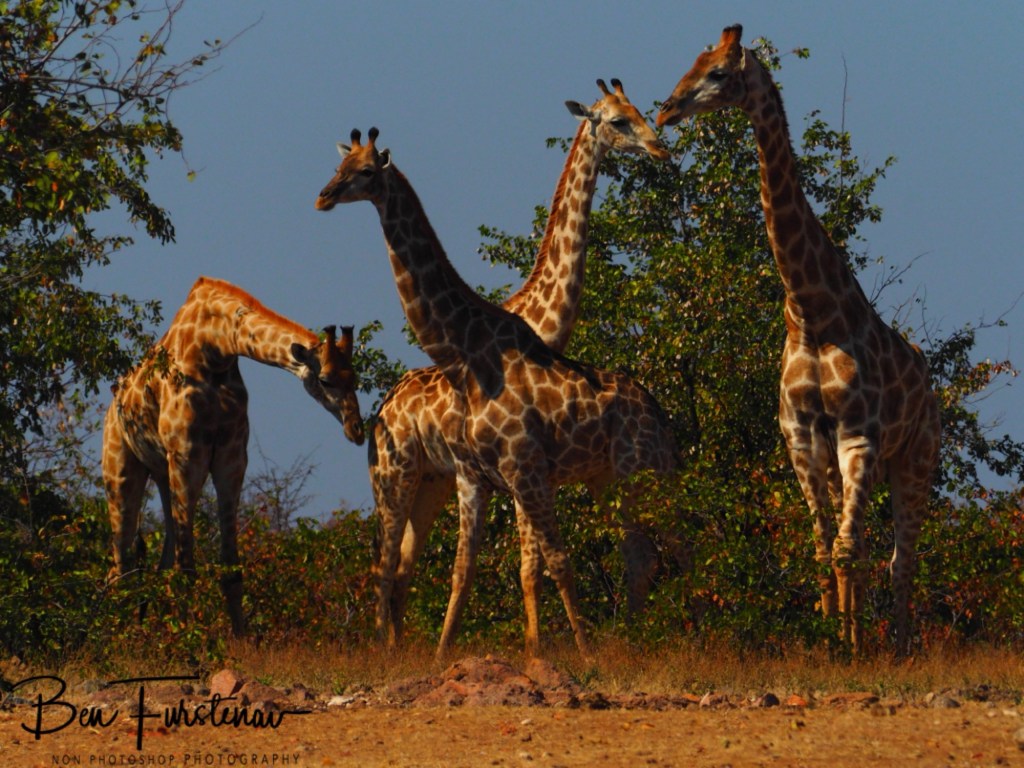 Mopani Farm, Tuli Block, Botswana, Africa