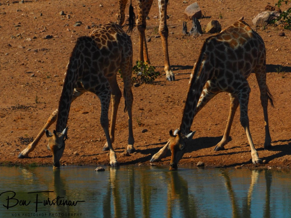 Mopani Farm, Tuli Block, Botswana, Africa