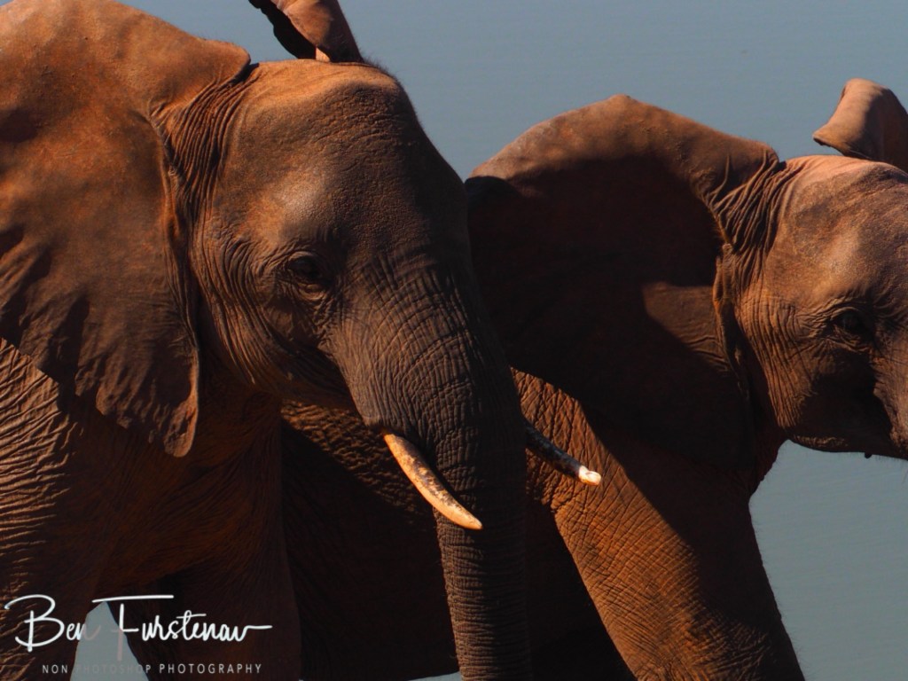 Mopani Farm, Tuli Block, Botswana, Africa