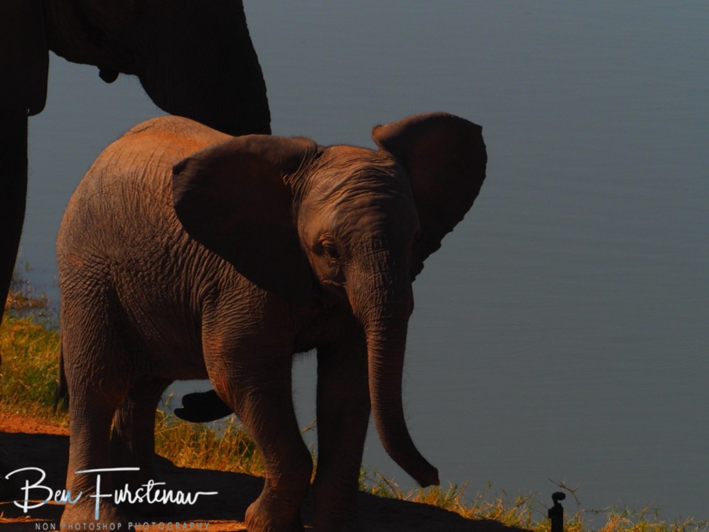 Mopani Farm, Tuli Block, Botswana, Africa