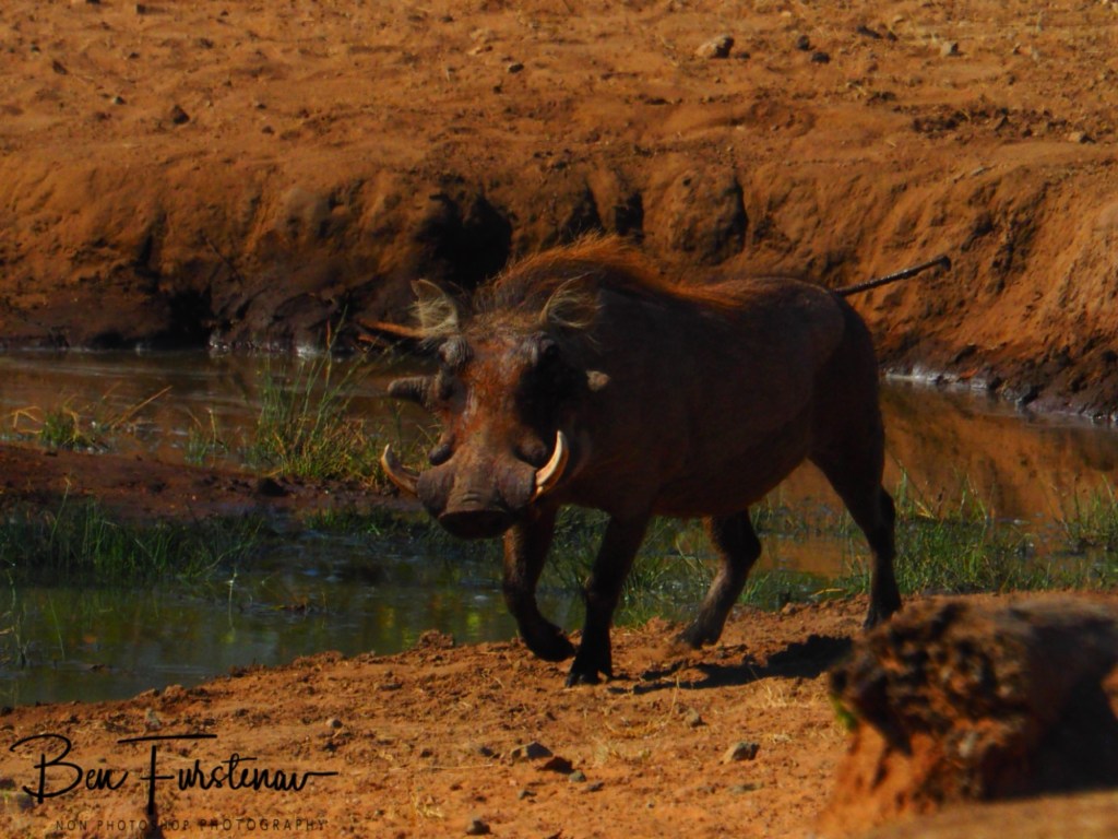 Mopani Farm, Tuli Block, Botswana, Africa