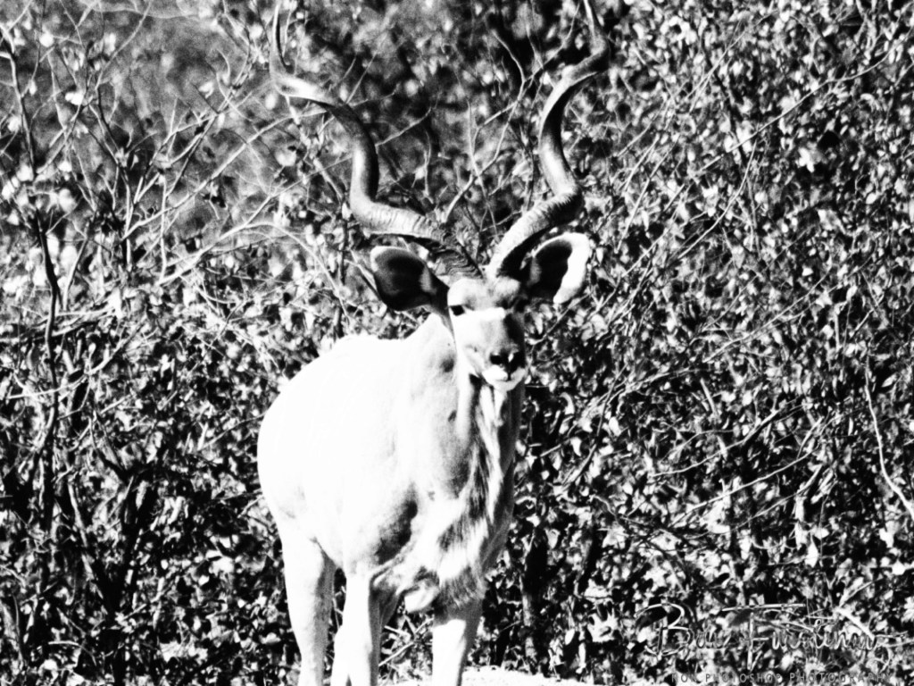 Mopani Farm, Tuli Block, Botswana, Africa